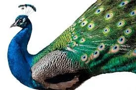 මොණරුන් මැරීමේ විපාකය