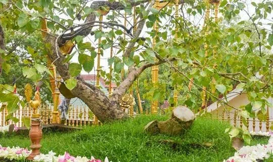 පල්ලේගම හේමරතනගේ වැඩ නිසා ජය ශ්රී මහා බෝධියත් අනතුරේ..!