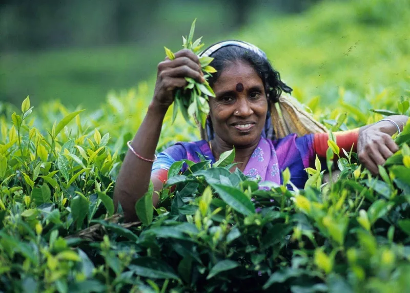 වතු කම්කරුවන්ට ගෙවන රුපියල් දෙසීය..!