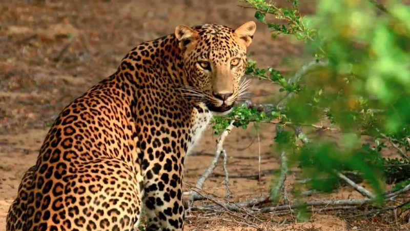 වන ජීවියේ ජාතික උද්‍යාන විවෘත කෙරේ
