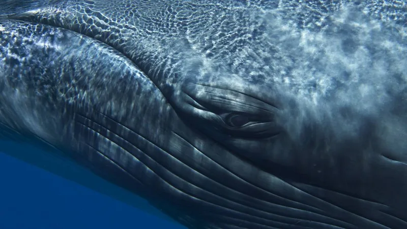 උච්ච හඬ නිසා හුදකලා වූ The 52 Hz Whale