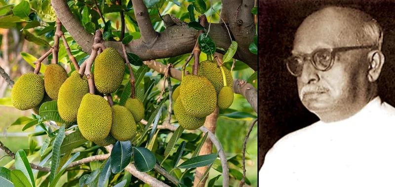 රට-දැය වෙනුවෙන් ජීවිතයම කැප කළ කොස් මාමා