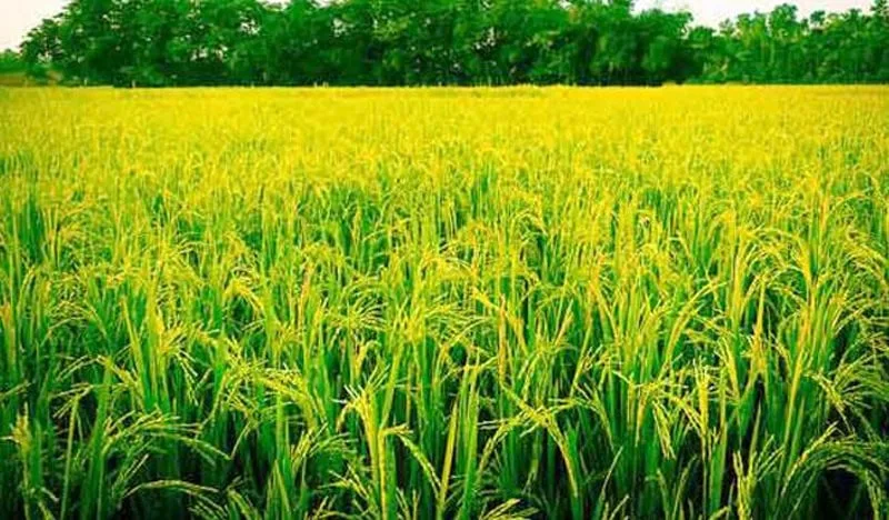 මහා කන්නයේ දී වගා පෙරළියකට ජනපති සූදානම්