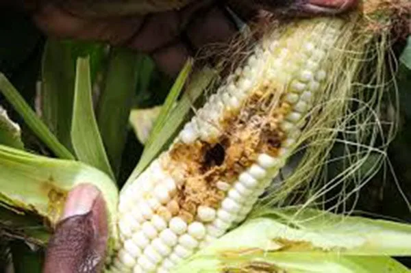 සේනා මර්ධනයට ඇමෙරිකානු වෛරසයක් ආනයනයට අවසර