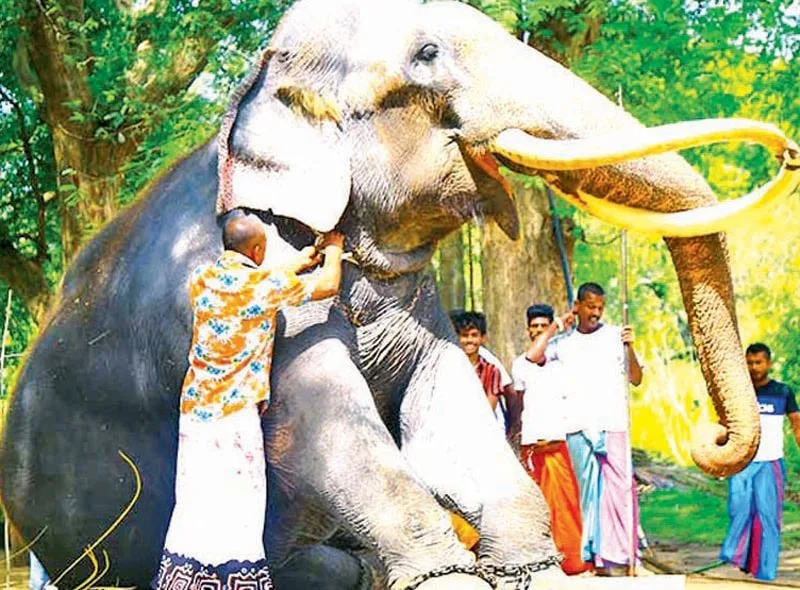 කතරගම වාසනාගේ බැමි ලිහිල් කරයි