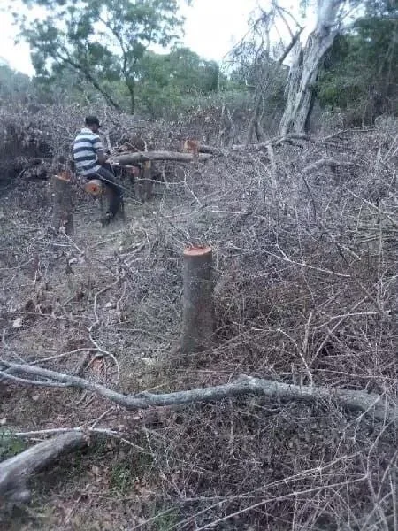 කොරෝනා ඇඳිරිය අස්සේ යාල කපා අක්කර 120ක් අල්ලලා