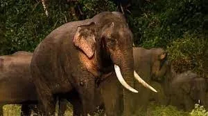 වන අලි පහරදීමෙන් දෙදෙනෙක් ජීවිතක්ෂයට
