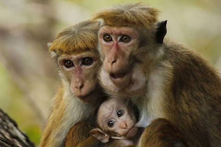 රිළවුන් අපනයනය