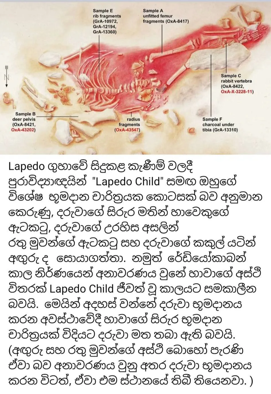 එක දරුවෙක් - විශේෂ දෙකක්