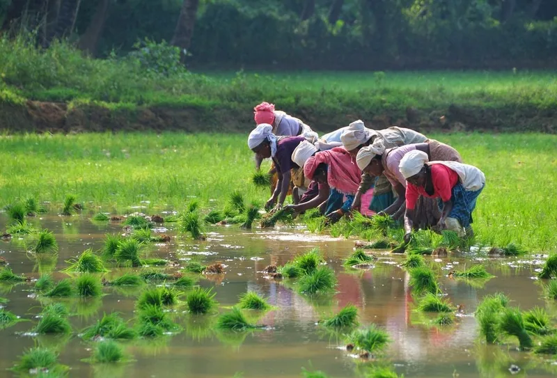 කාන්තාව අමතක කර කෘෂි සංස්කෘතියක් ගොඩ නැගිය නොහැක