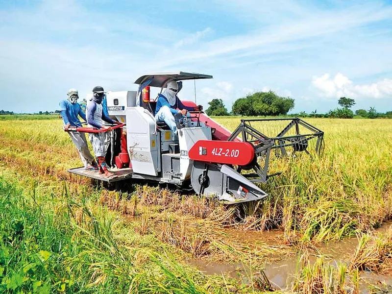 120ට ගන්නවා කිව්වට 90වටවත් දී ගන්න බෑ - අම්පාරේ ගොවියෝ අනාතයි