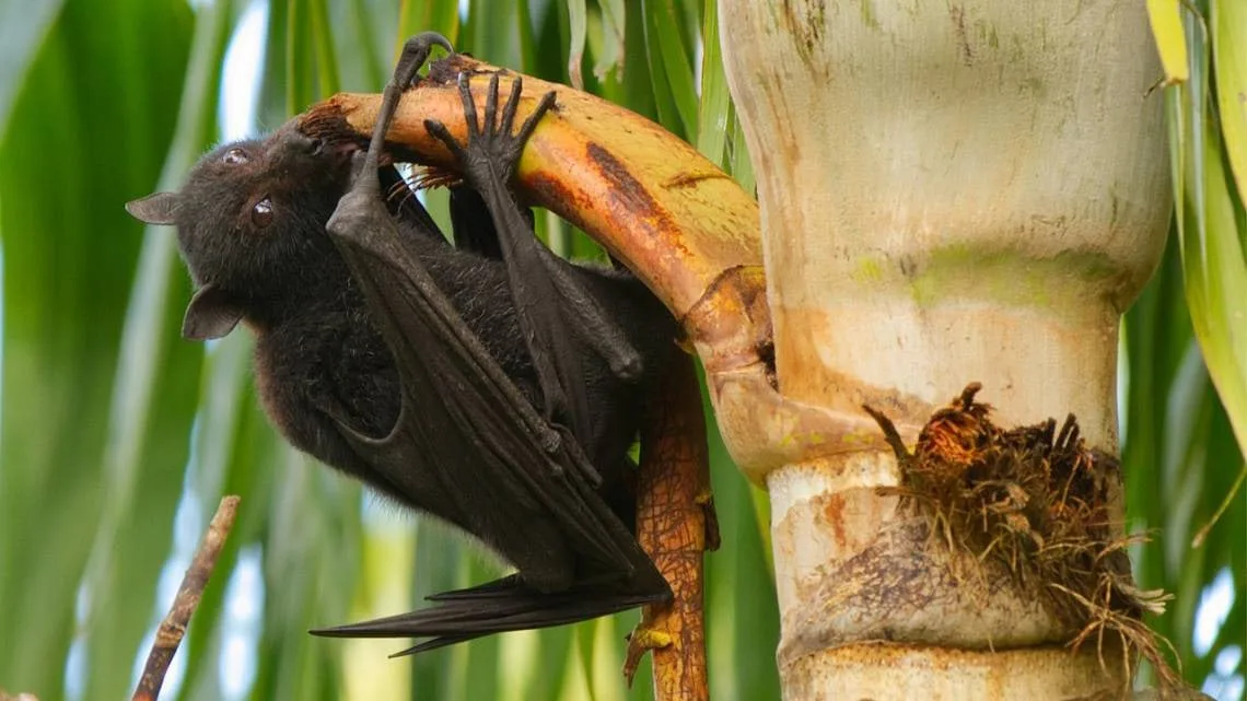 ඉන්දියාවේ නීපා වෛරසය ව්‍යාප්තවීම ඇරඹේ..!
