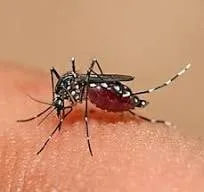 ඩෙංගු උණ හා ඩෙංගු රක්ත පාතය