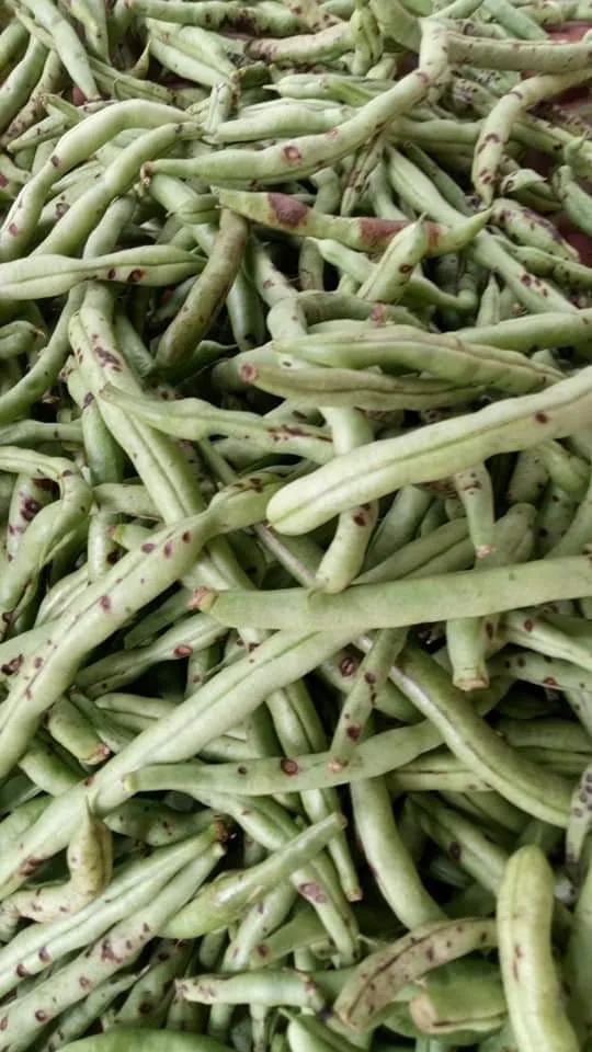උඩරට ආහාර වගාව විනාශයි