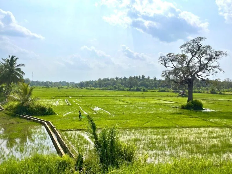මානව අයිතියක් වන ගොවිතැන මූලික අයිතිවාසිකමක් බවට පත්විය යුතුයි