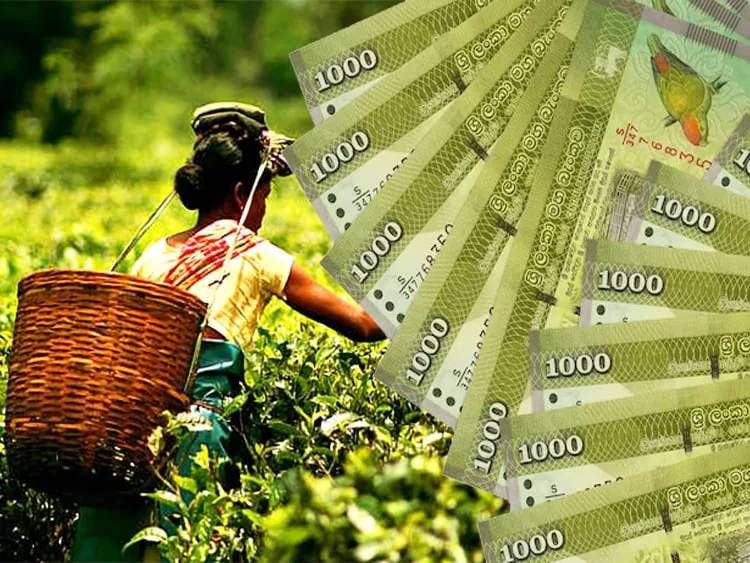 වතු කම්කරු වැටුප් වැඩි කිරීමට පඩි පාලක සභාවේ අනුමැතිය