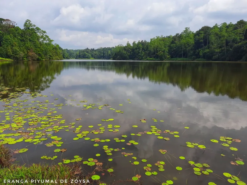 හියාරේ ජලාශය හා වැසි වනාන්තරය