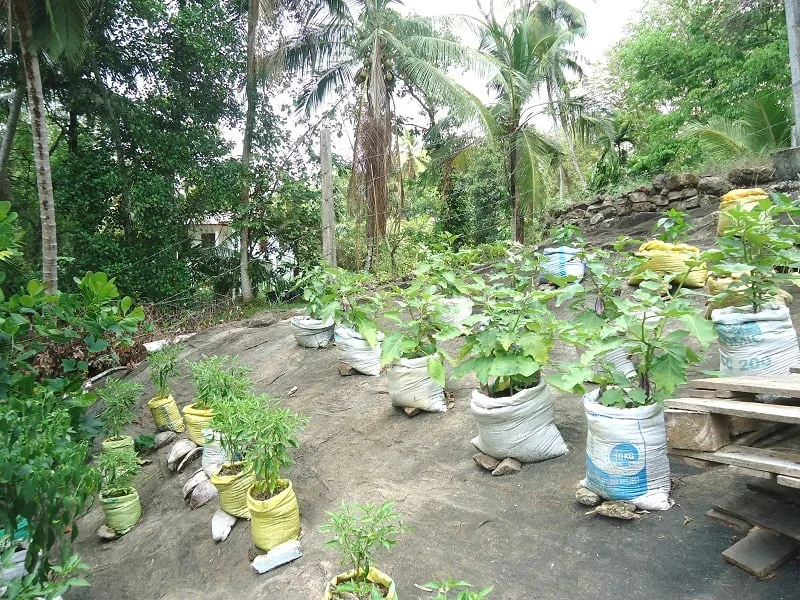 ජල හිඟ තත්ත්ව යටතේ ගෙවතු වගාව