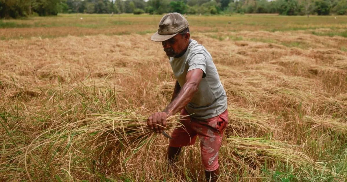 එදා ජවිපෙට සම්පතක් වූ ගොවියා අද හිසරදයක් වෙලා