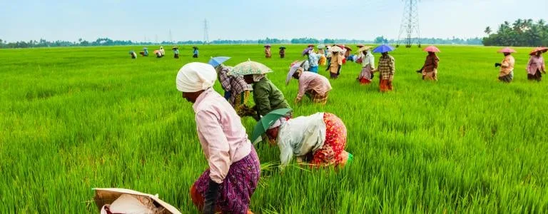 කෘෂිකර්මය යනු වෙළෙඳාමක් නොව ජාතික වගවීමකි