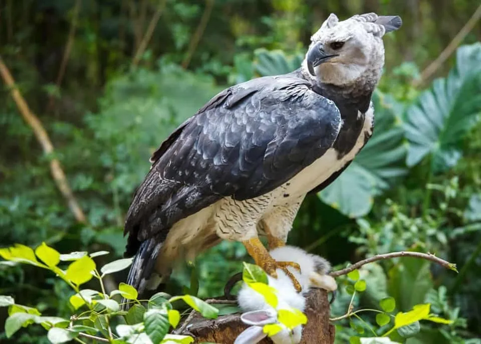 පියඹන ලොකුම පක්ෂියා-හාපි රාජාලියා