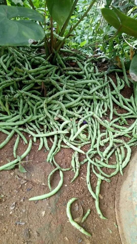 උඩරට ආහාර වගාව විනාශයි